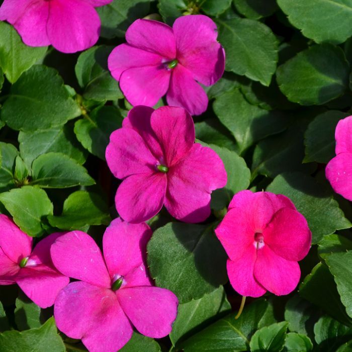 Beacon Impatiens - 4", Color: Violet Shades
