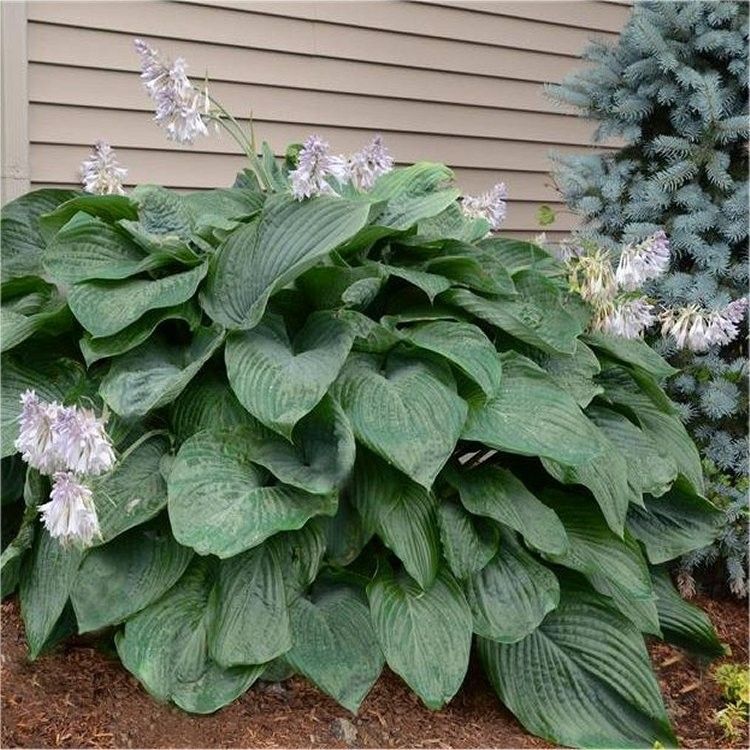Hosta 'Empress Wu', Size: 2 gal PW