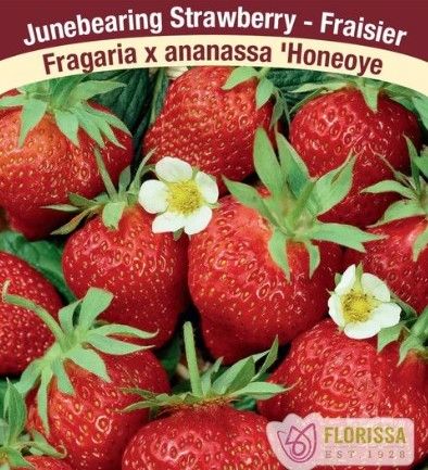 Strawberries Junebearing (root pkg) - Honeoye (10/pkg)