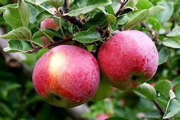 Apple 'Empire' 7 gal Potted