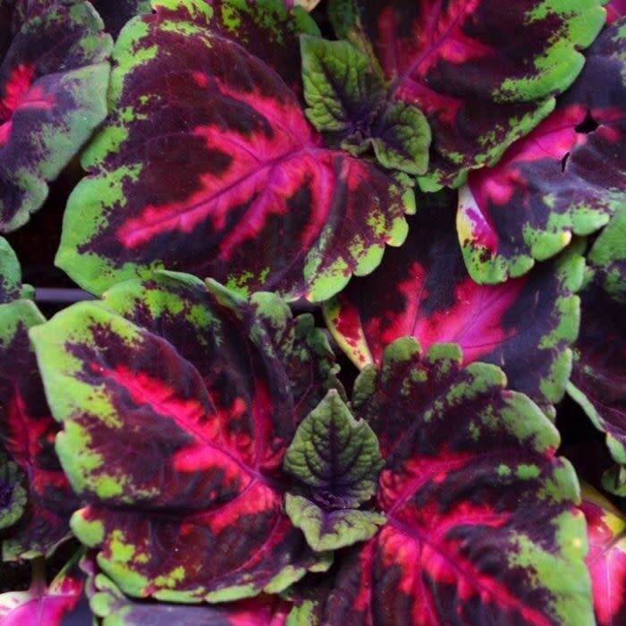 Coleus 'Kong' 6", Color: Red