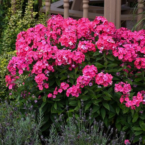 Garden Phlox 'Glamour Girl', Size: 1 gal