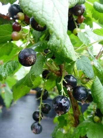 Currant 'Wellington Black' 2 gal