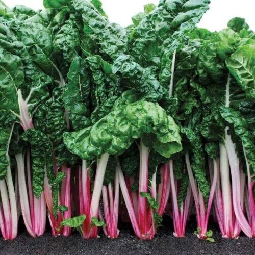 Swiss Chard (seed pkg) Peppermint