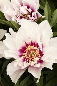 Peony 'Cora Louise' 2 gal