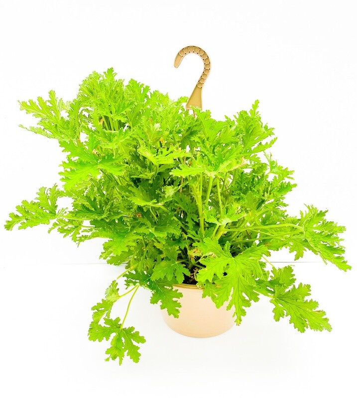 Citronella 'Geranium Citrosa' - 10" HB