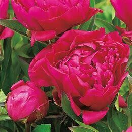 Peony 'Karl Rosenfield' 1 gal