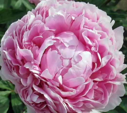 Peony 'Sarah Bernhard Pink' 1 gal