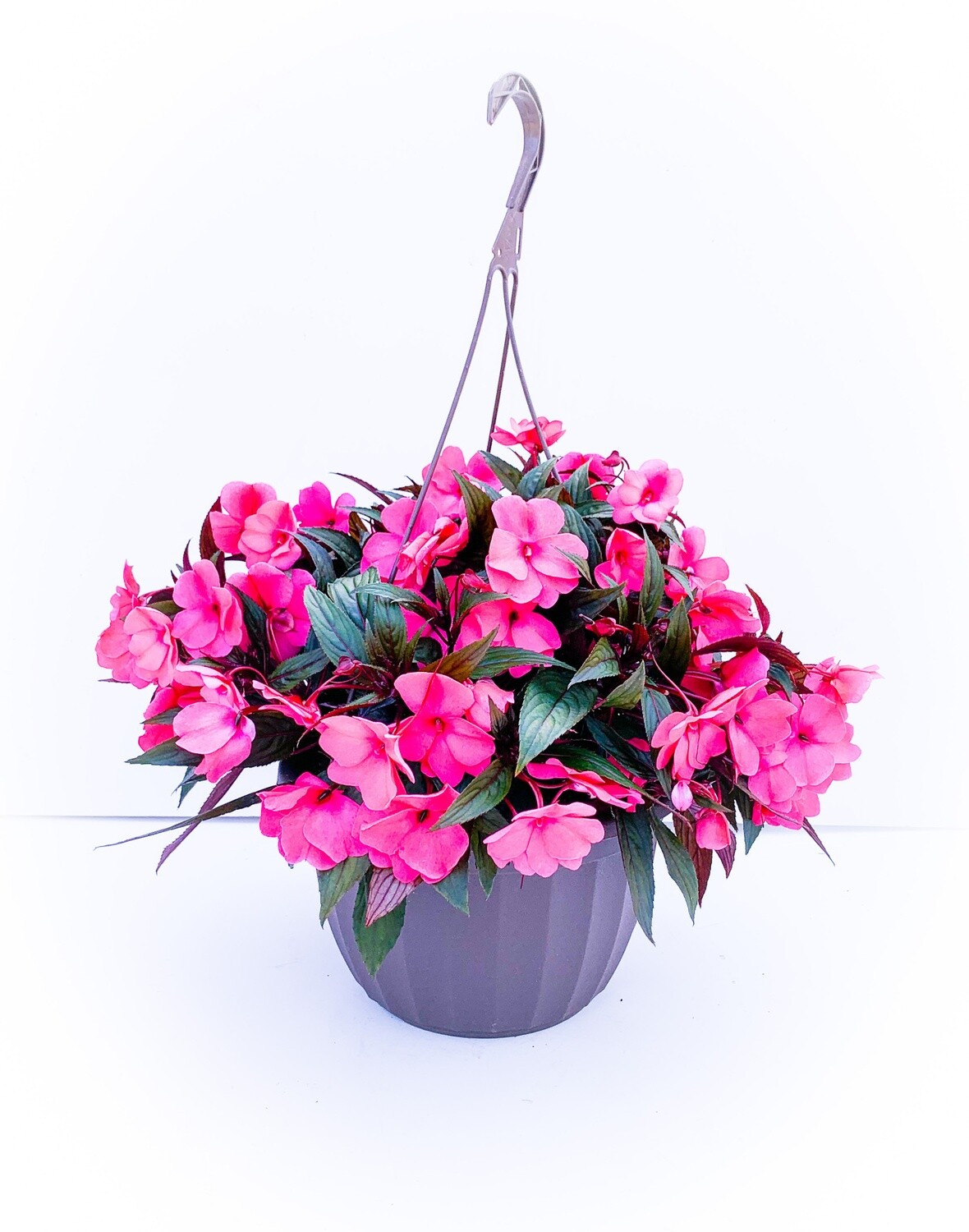 Impatiens - New Guinea 10" HB