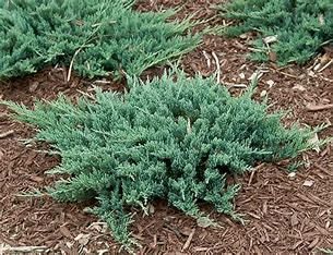 Juniper 'Blue Chip' 3 gal