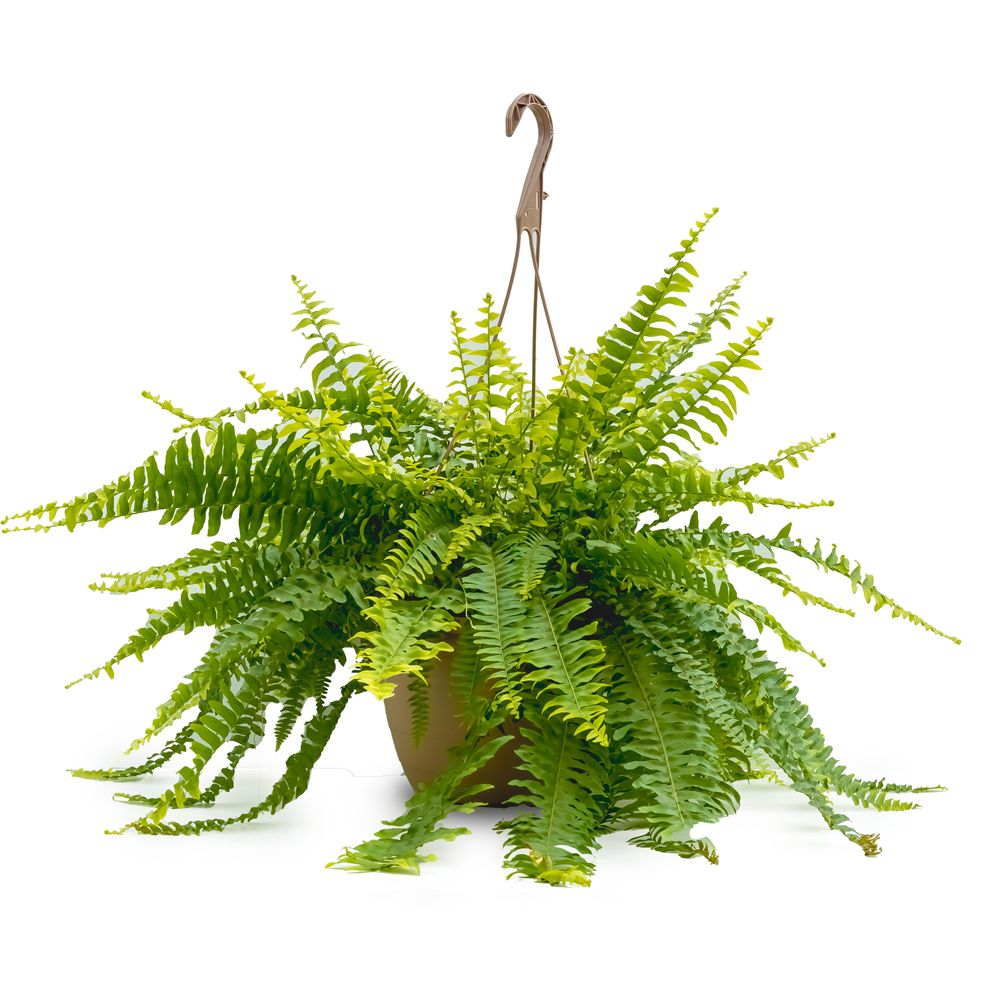 Boston Fern 10/11" HB