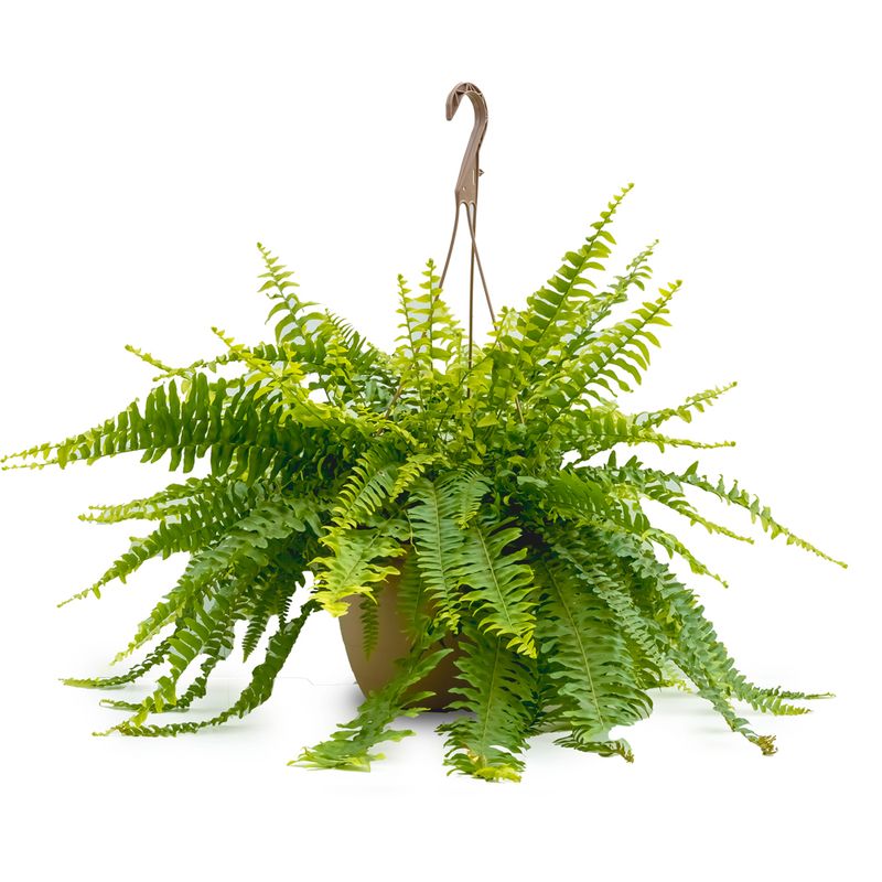 Boston Fern 10/11" HB