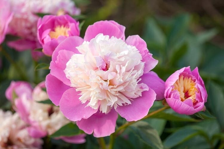Peony 'Bowl of Beauty' 1 gal