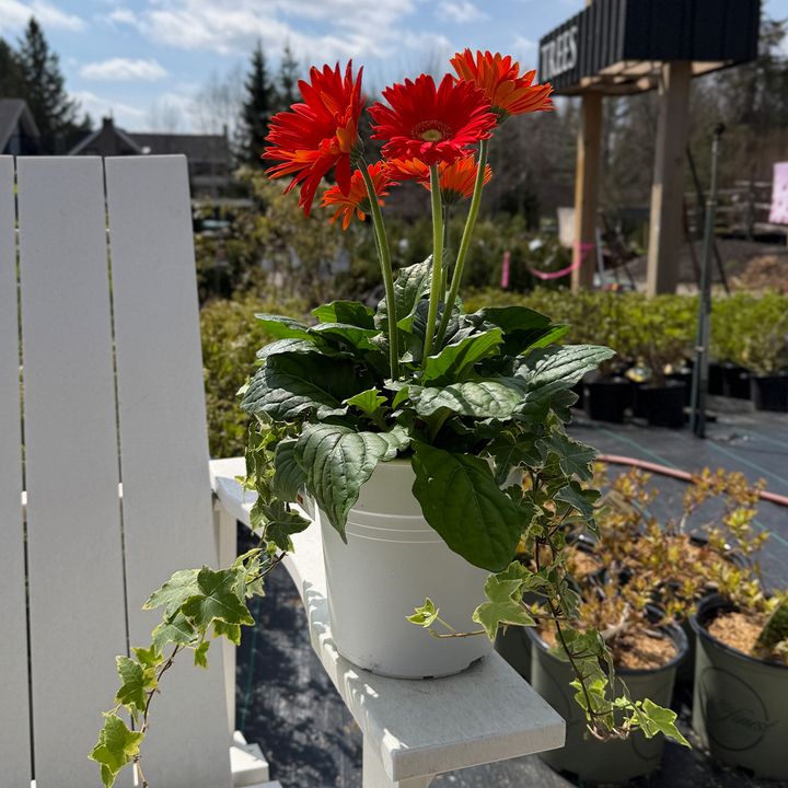 Gerbera Planter 8" - Orange
