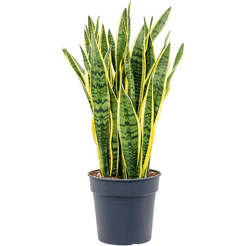 Snake Plant 'Tri Laurentii' 6"