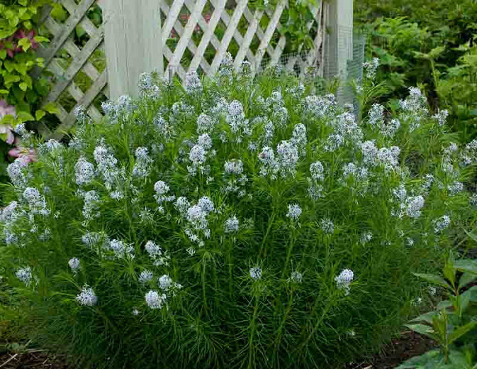Amsonia Bluestar 'Hubricht's' 2 gal