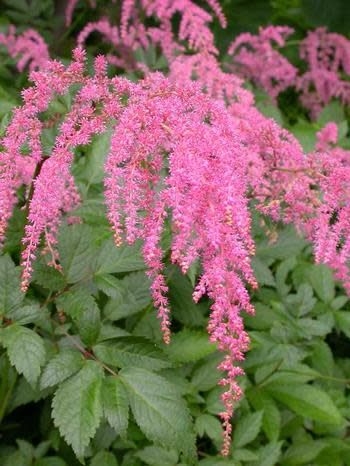 Astilbe 'Ostrich Plume' 1 gal