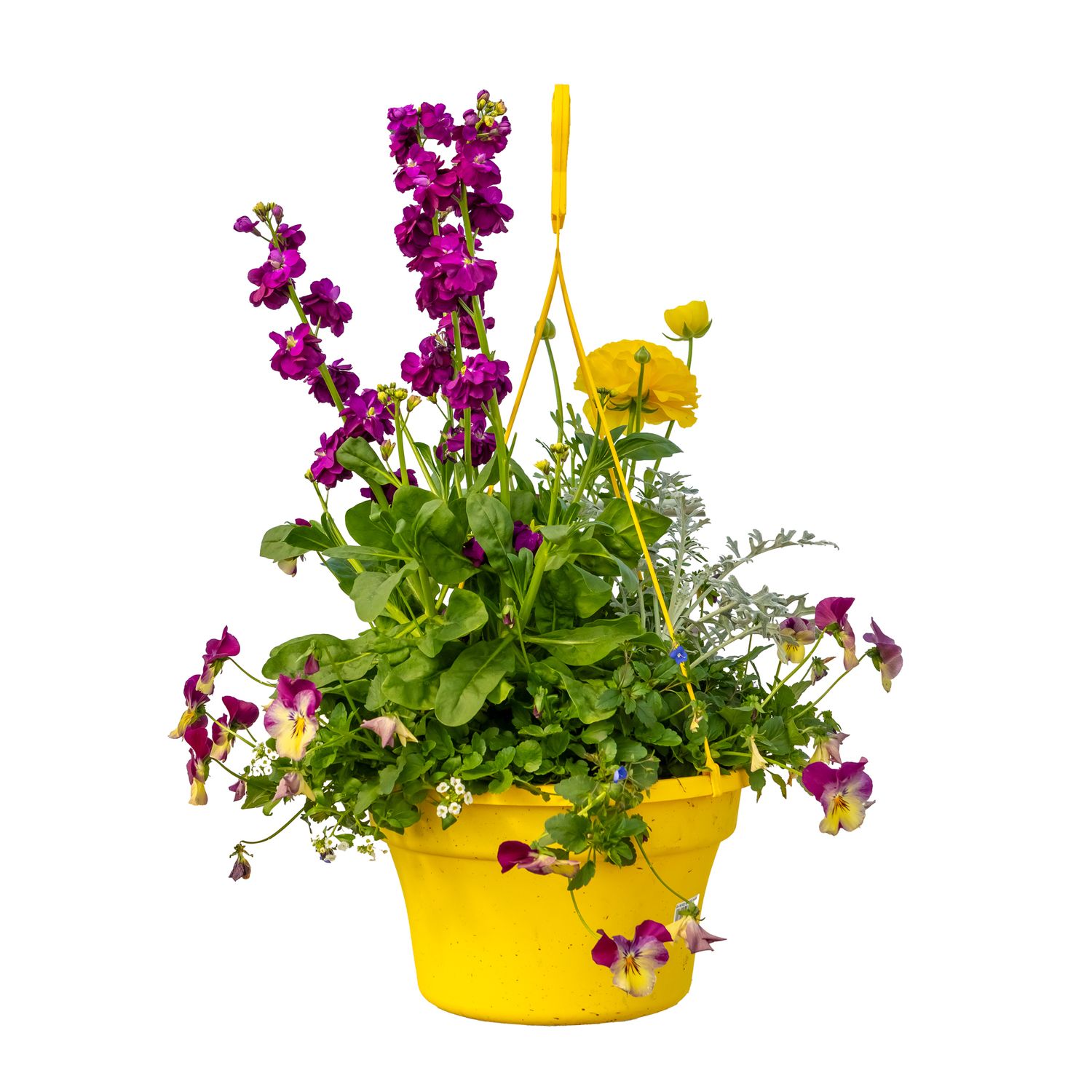 Spring Mix HB 12"
