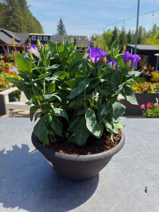 12" Annual Specialty Bowl