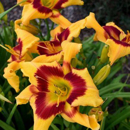 Daylily - Hemerocallis 'Rainbow Rhythm Tiger Swirl' 8" PW