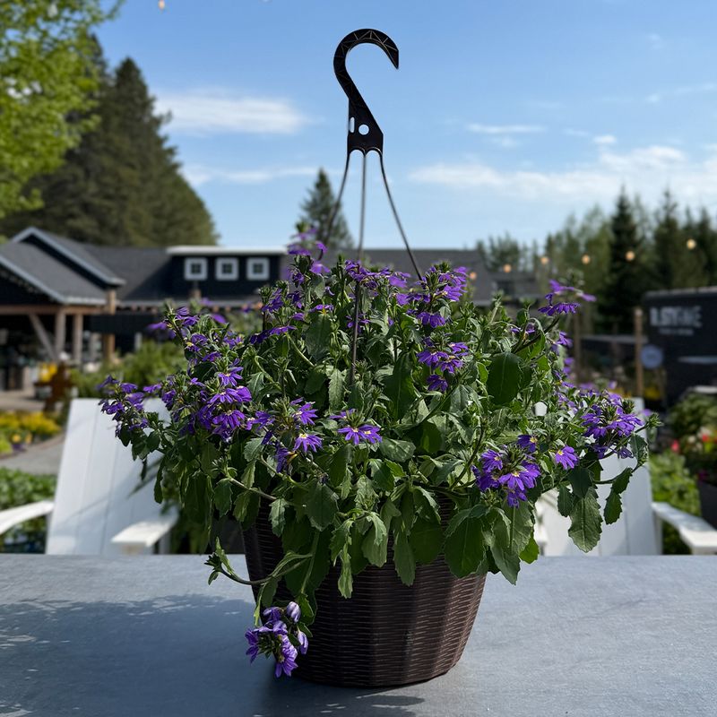 Fan Flower (Scaevola)  11" HB