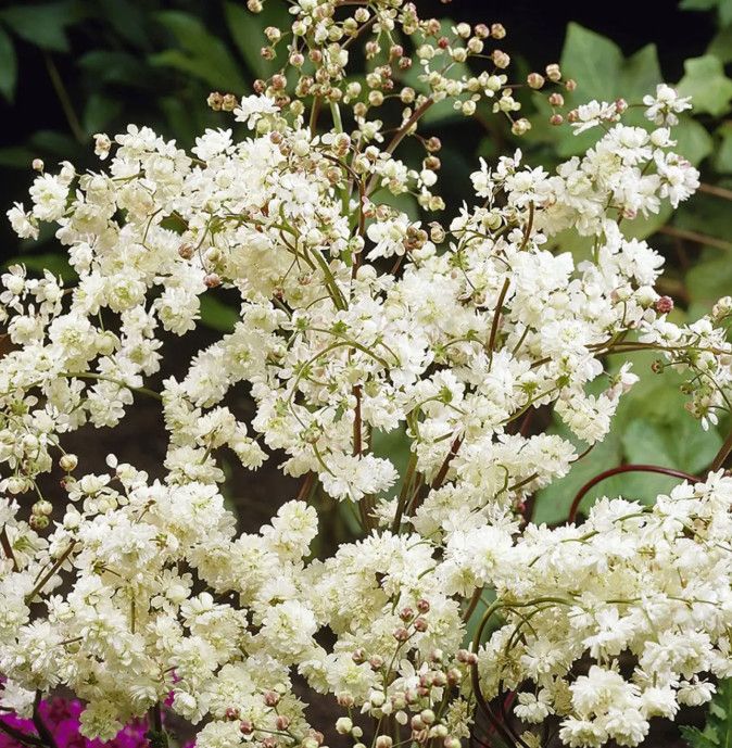 Filipendula Meadowsweet'Plena' 1 gal