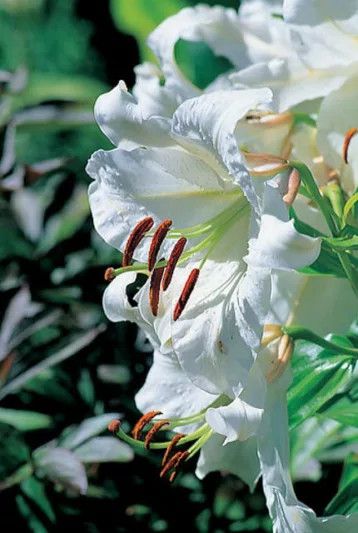 Lily Oriental 'Casa Blanca' 1 gal