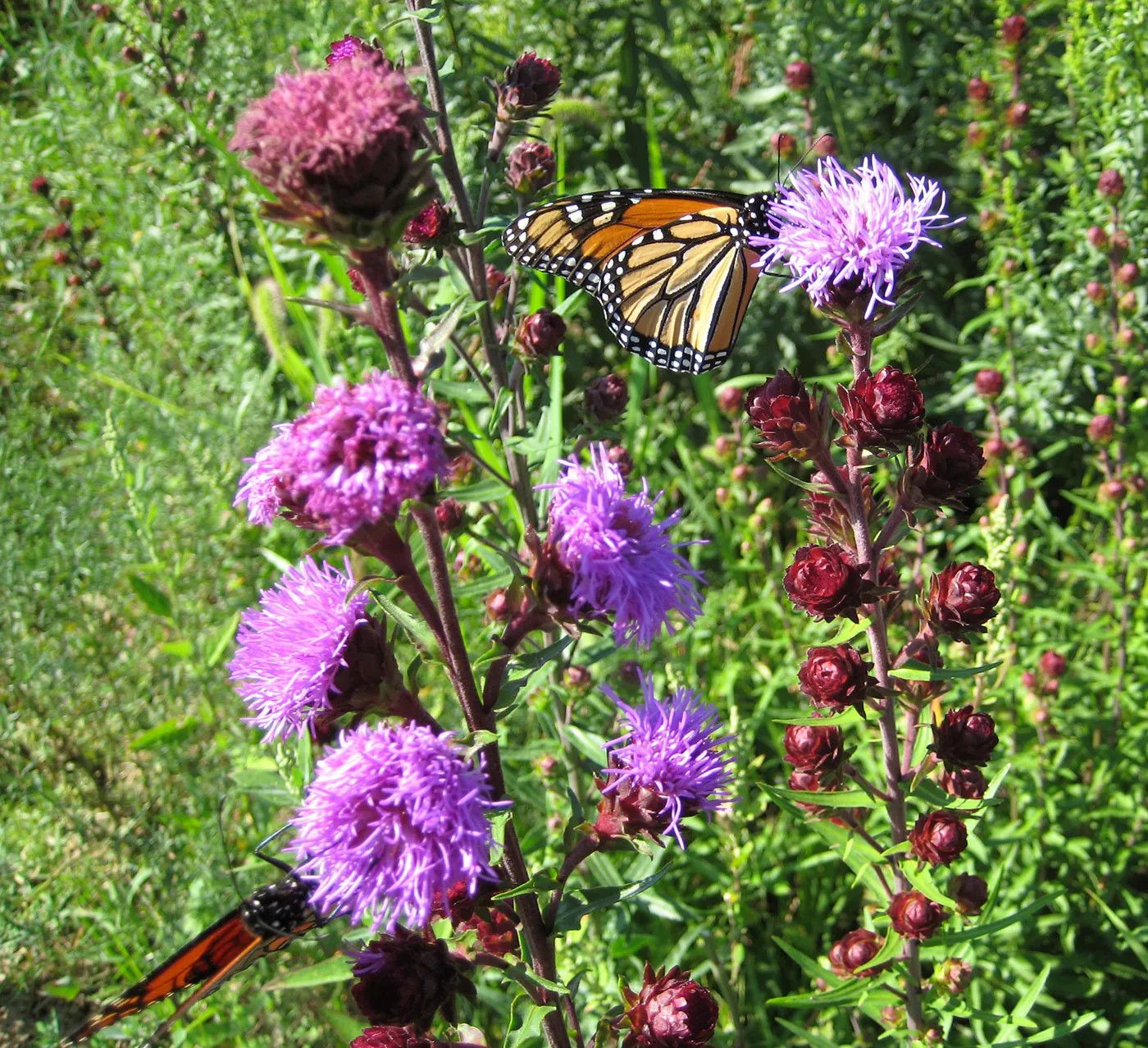 Liatris 'Nieuwland's Blazing Star' 1 gal (native)