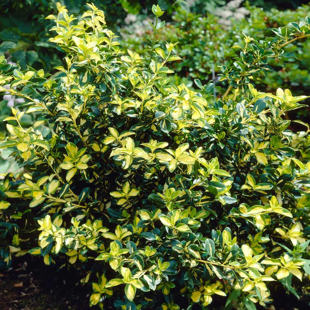 Euonymus 'Moonshadow' 2 gal