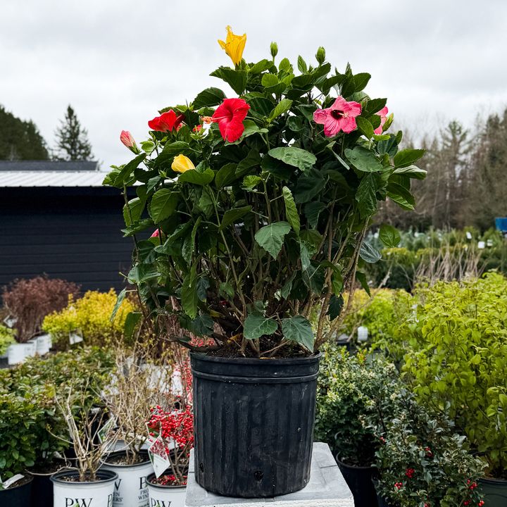 12" Hibiscus Planter
