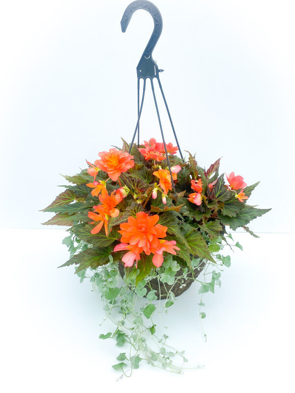12" Fibre Begonia Shade Mix HB