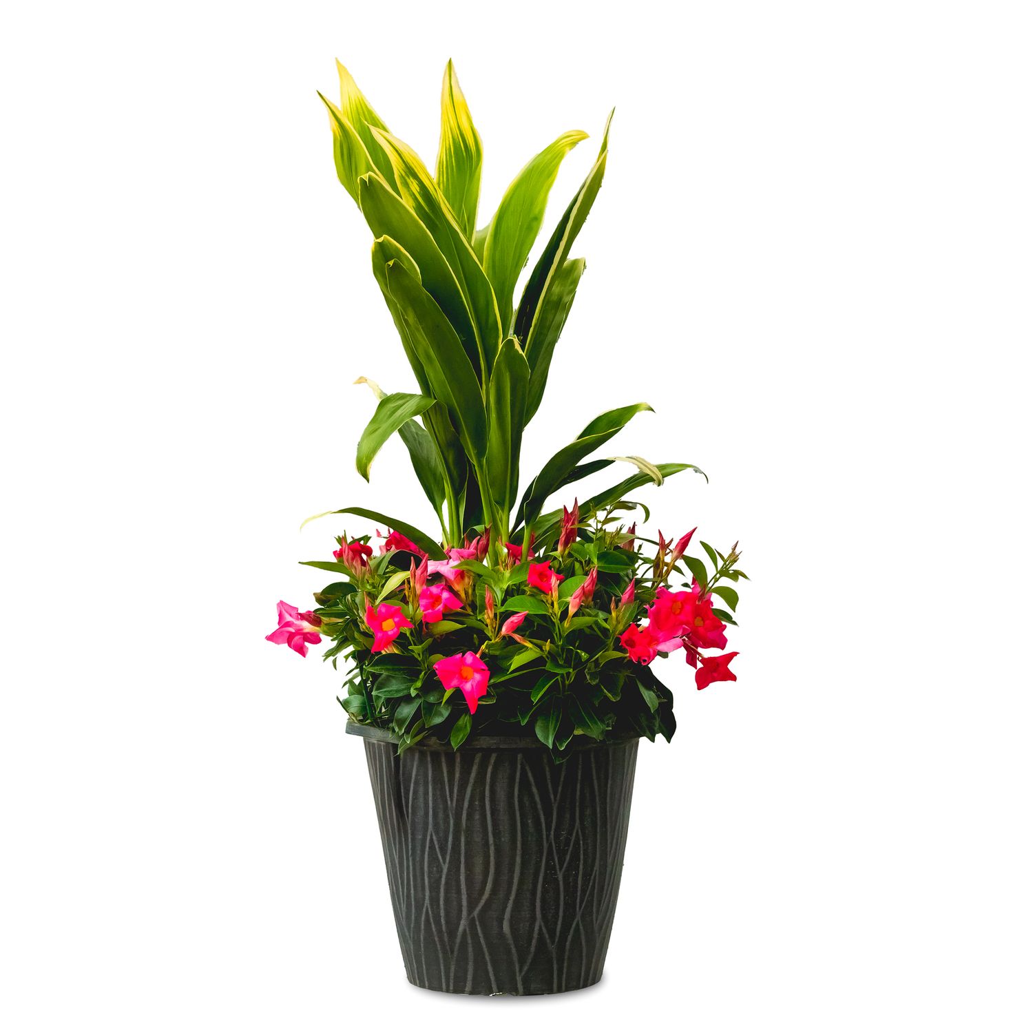 Rio Planter Dipladenia Mix 15"