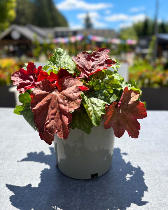 Coral Bells 'Heuchera Carnival Mix' 2 gal GS