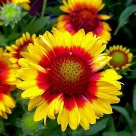 Blanket Flower 'Mesa Bright Bicolor Gaillardia' 2 gal GS