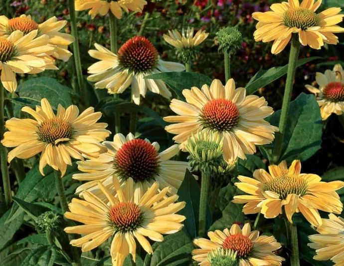 Cone Flower 'Echinacea Aloha' 1 gal
