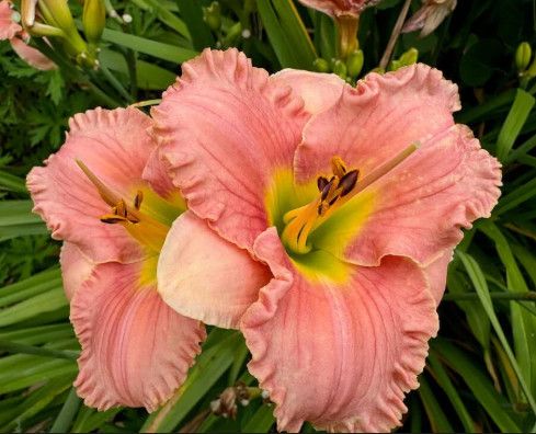 Daylily - Hemerocallis 'Elegant Candy' 1 gal
