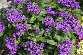Heliotrope - 4"