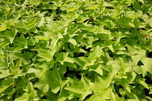 7" HB Potato Vine 'Lime'