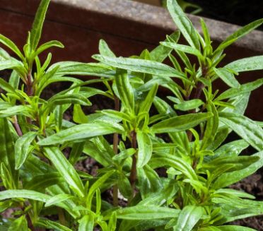 Herbs: Summer Savory - 4"