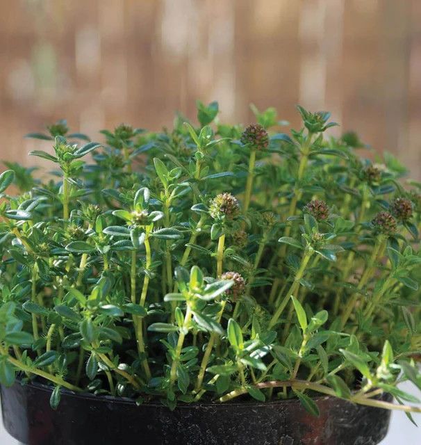 Summer Savory 4"