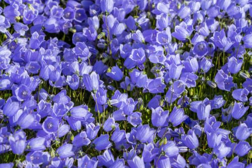 Campanula 'Rapido Blue' Bellflower 1 gal