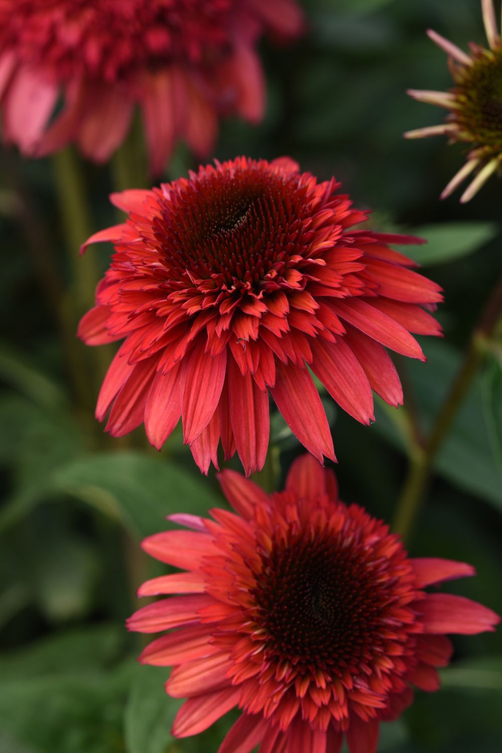 Cone Flower 'Echinacea Double Scoop Raspberry' 1 gal