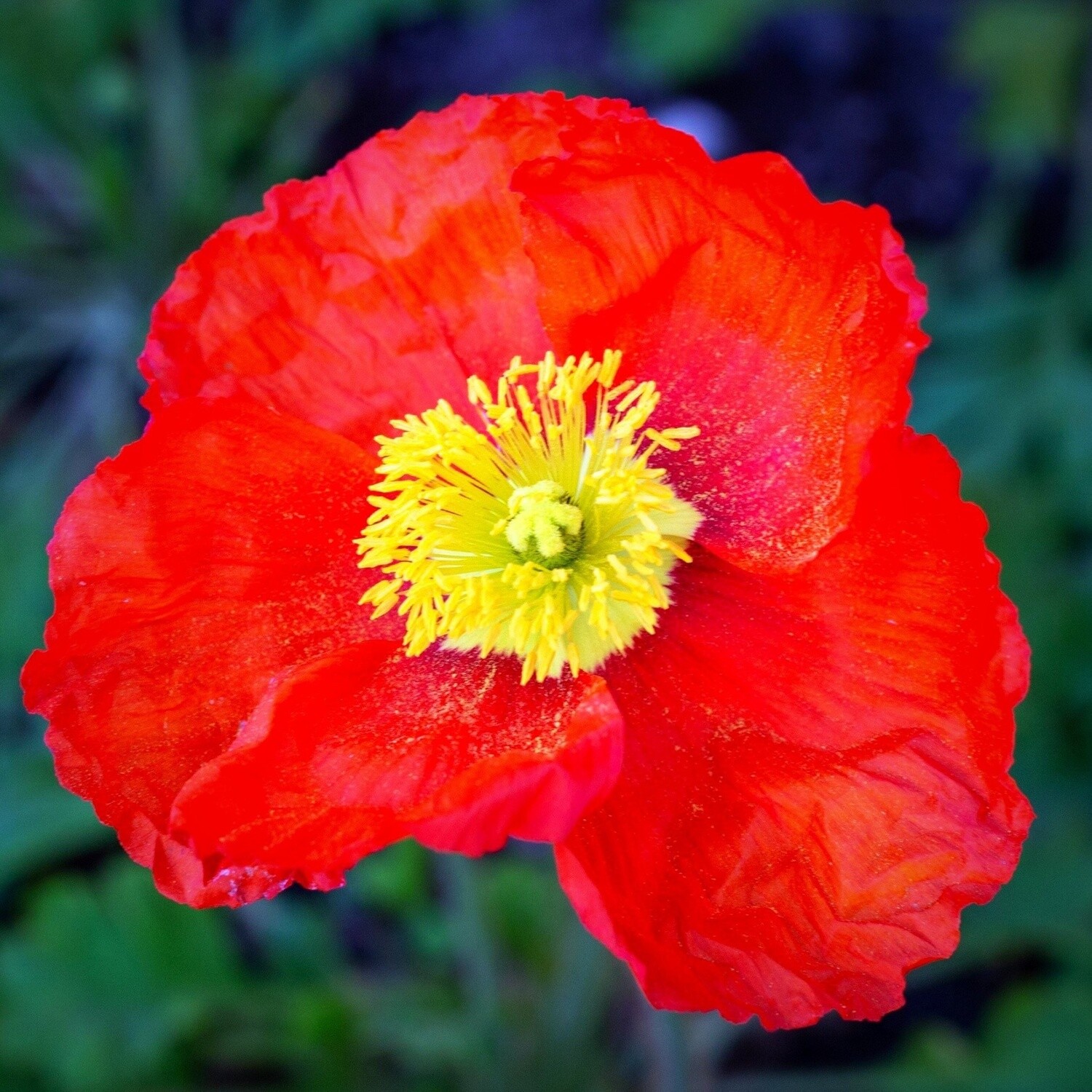 Poppy 'Spring Fever Red' 1 qt