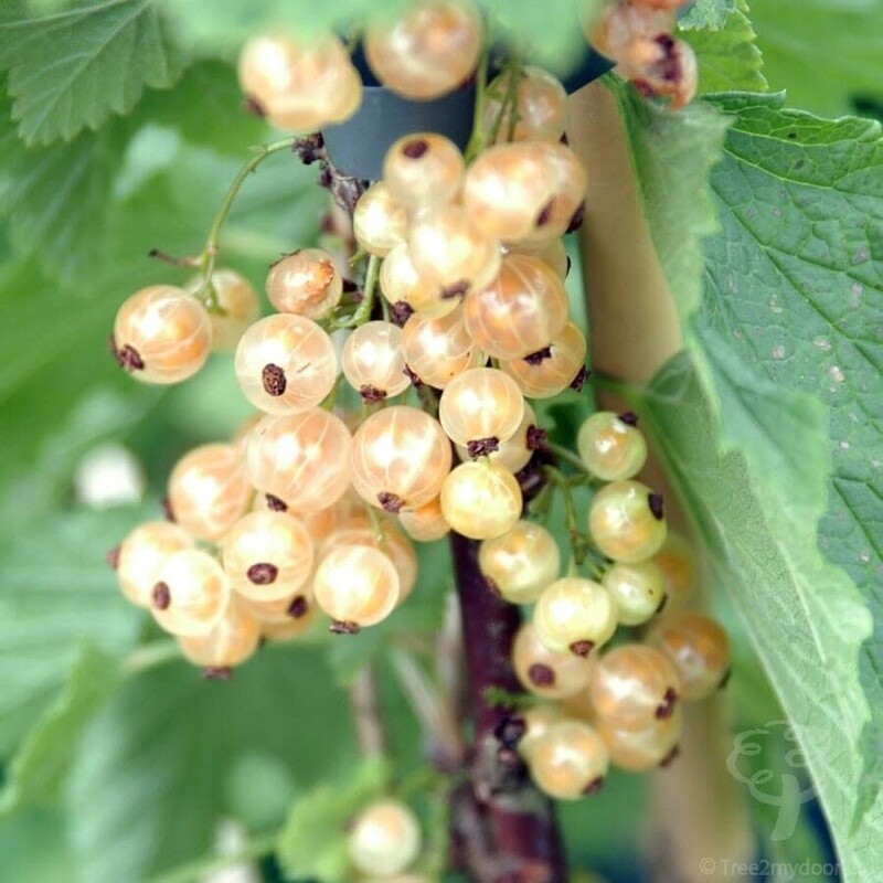 Currant 'White Pearl' 2 gal