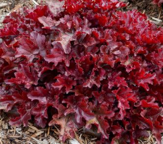 Coral Bells 'Heuchera Cherry Truffles' 1 gal