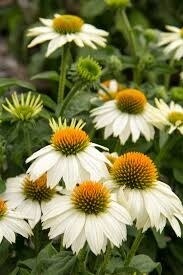 Cone Flower 'Echinacea PowWow White' 2 gal GS
