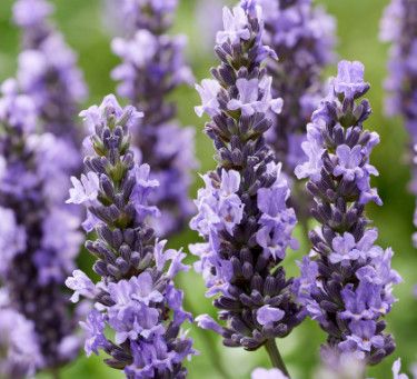 Lavender 'Sensational' - 1 gal
