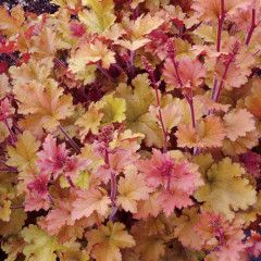 Coral Bells 'Heuchera Marmalade' - 1 gal