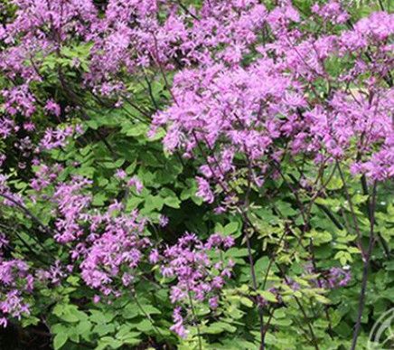 Thalictrum 'Black Stocking' Meadow Rue 1 gal