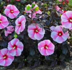 Hibiscus 'Starry Starry Night' 2 gal